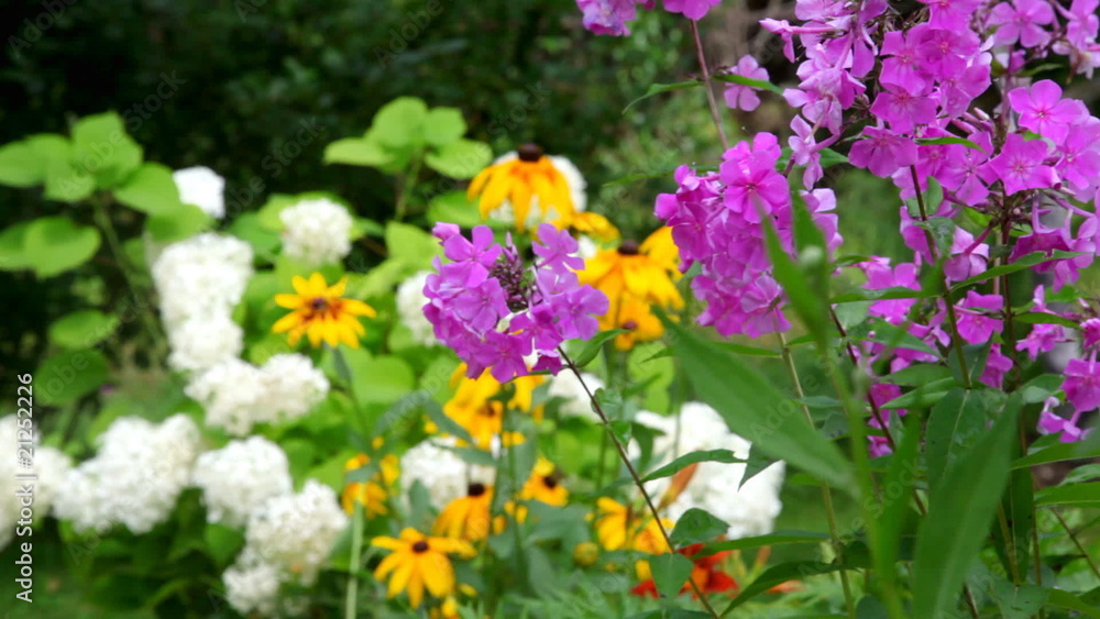 garden flowers, zooming from the foreground to the background garden flowers, zooming from the foreground to the background