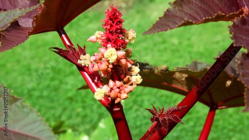 castor-oil plant with big leaves waving in the wind photo