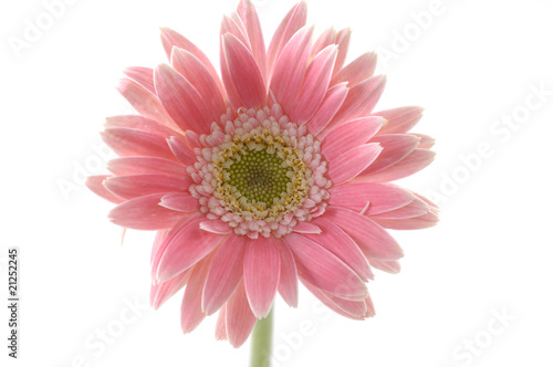 pink sunflower macro