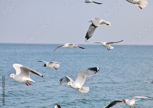 Seagulls are flying flock and look in the water the fish