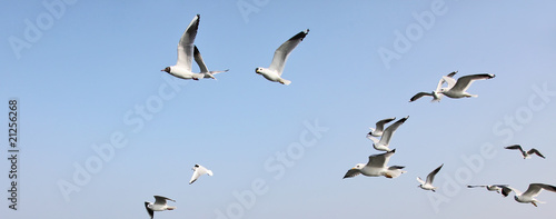 Seagulls are flying flock and look in the water the fish