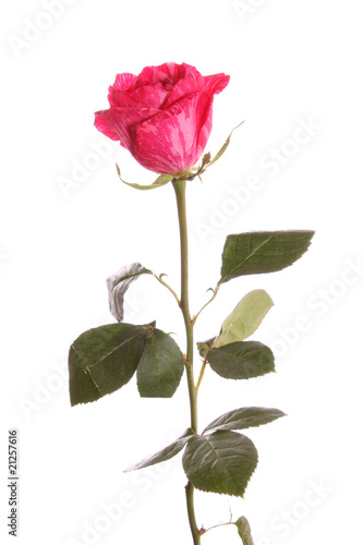 Red rose,isolated.