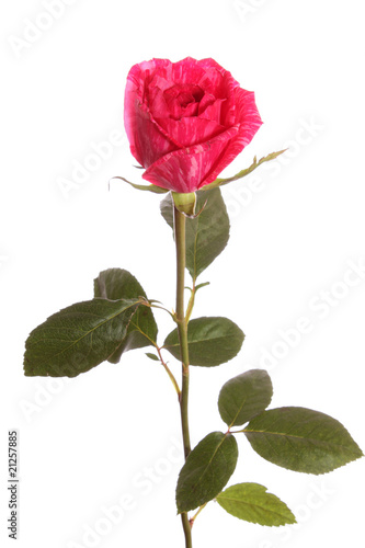 Red rose from a strip, isolated.