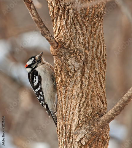Male Downy Woodpecker, Picoides pubescens