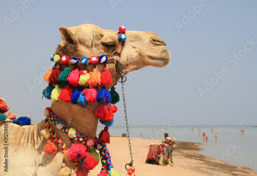 Egyptian camel on the beach