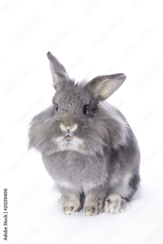 Obraz premium Grey leon-head dwarf rabbit