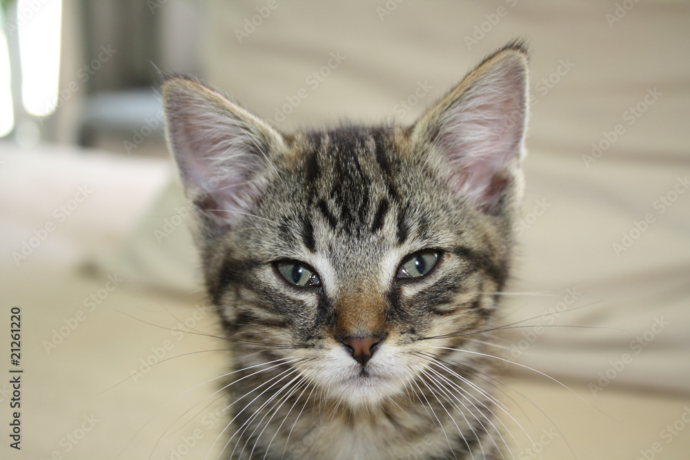 Naklejka premium Katze 4