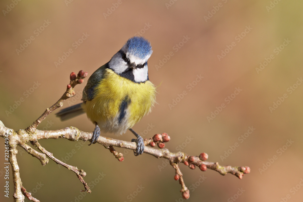 Blue tit, Parus caeruleus.