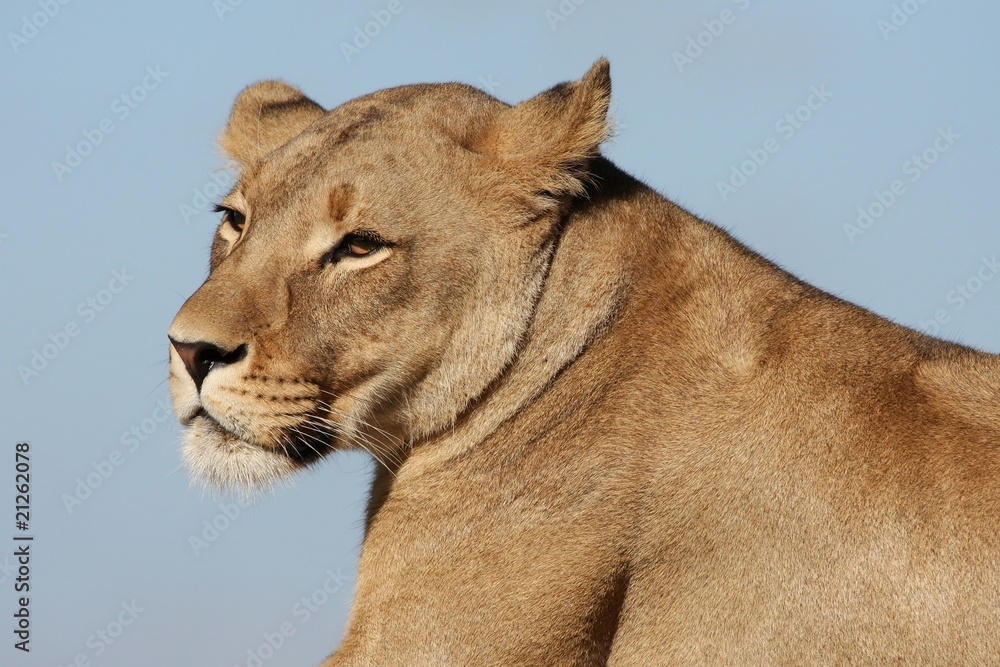 Obraz premium Lioness Portrait