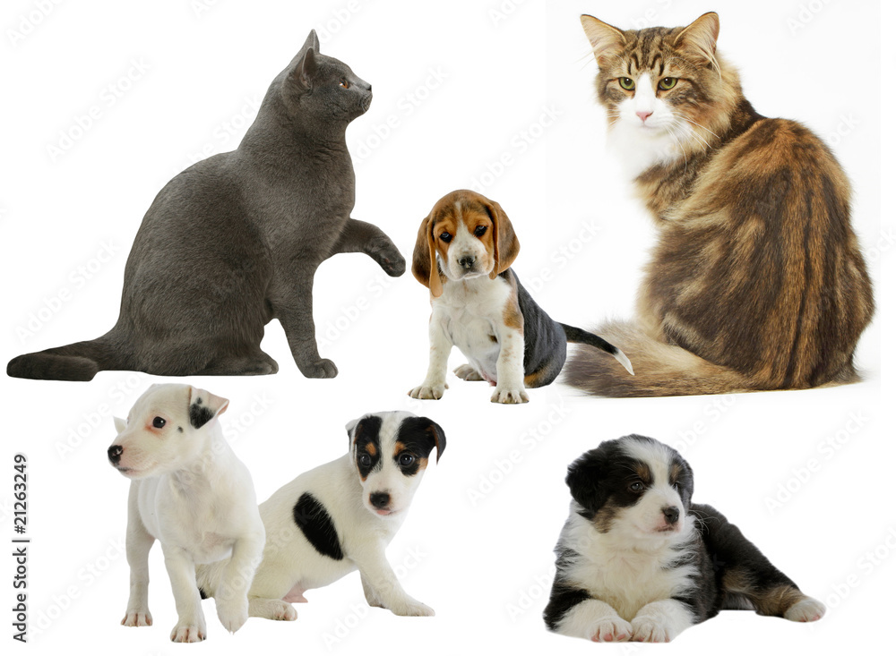 chats et chiens de races différentes réunis sur composition