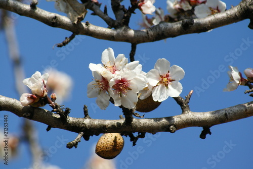 fleurs d'amandier