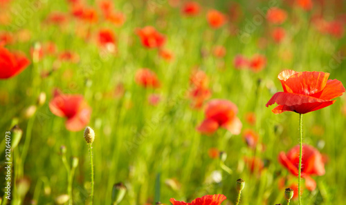 red poppies on field © ZoomTeam