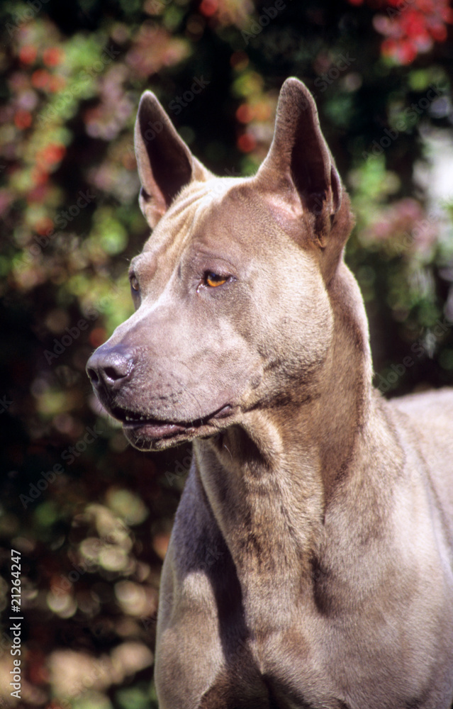 regard rusé du thaï ridgeback en gros plan regard rusé du thaï ridgeback en gros plan