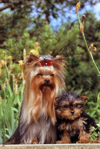 Bien Etre Du Bebe Yorkshire Refugie Contre Sa Maman Stock Photo Adobe Stock Bien Etre Du Bebe Yorkshire Refugie Contre Sa Maman Stock Photo Adobe Stock