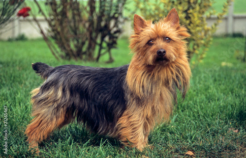 Принти на полотні terrier australien de profil en extérieur