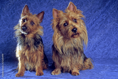 Fototapeta Naklejka Na Ścianę i Meble -  deux terriers australien en studio sur fond bleu