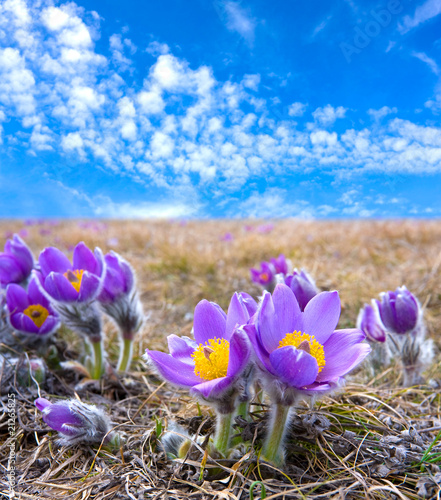 Foto Pasqueflowers