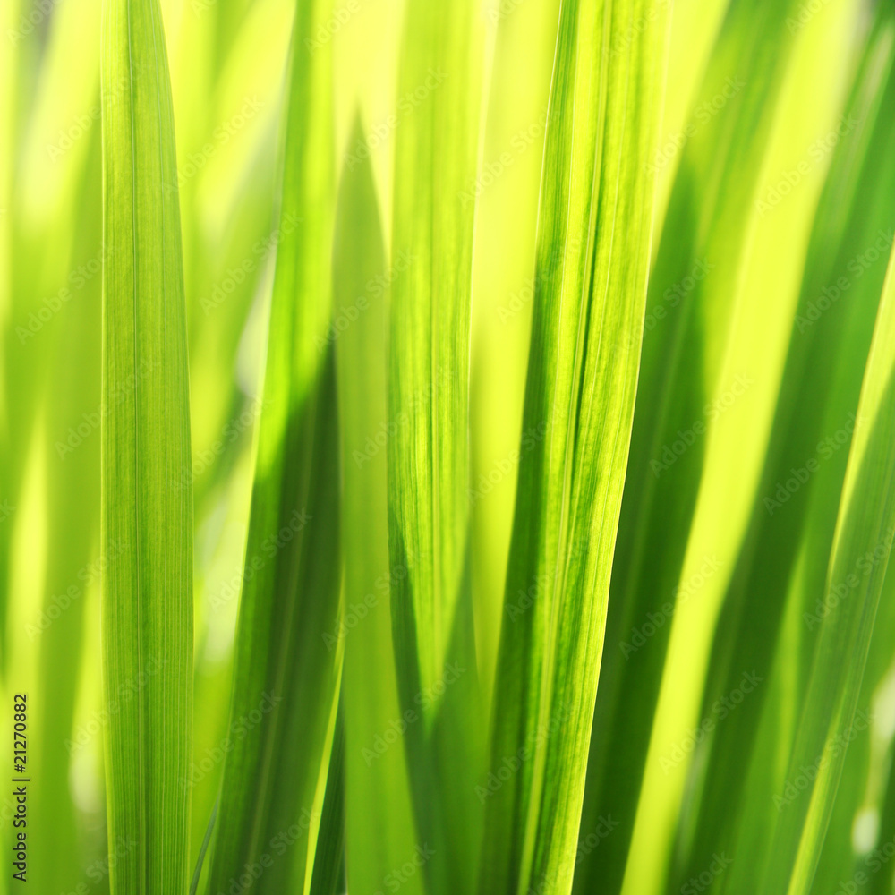 Sunny grass background. Soft, selective focus. Sunny grass background. Soft, selective focus.