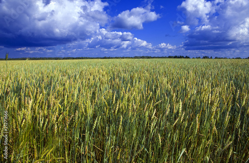 Ears of wheat on sky background