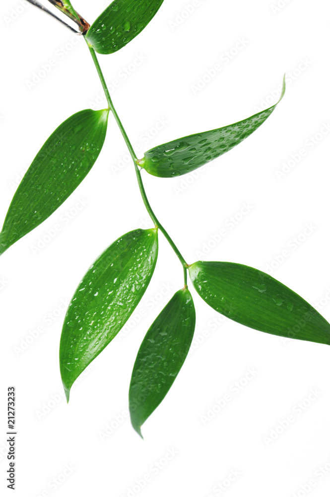 leaf with water drop leaf with water drop