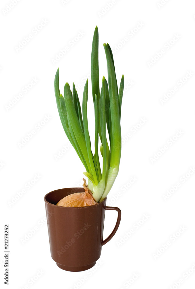 Fototapeta premium Green onions