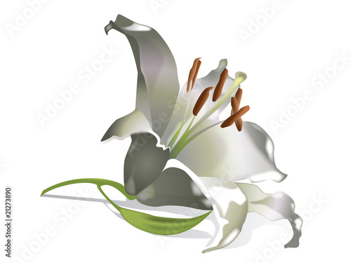 Lilly