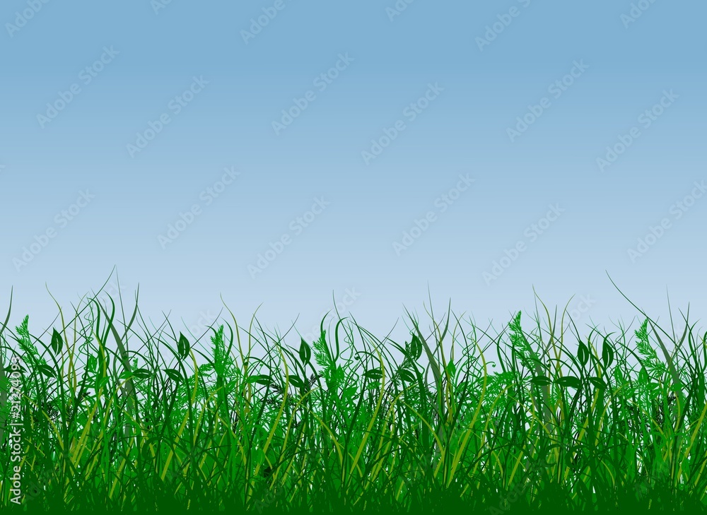 Fototapeta premium Frische grüne Wiese