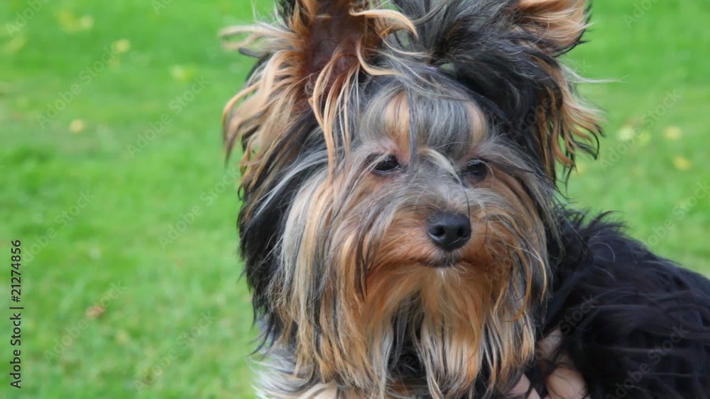 portrait of Yorkshire terrier, green grass in background portrait of Yorkshire terrier, green grass in background
