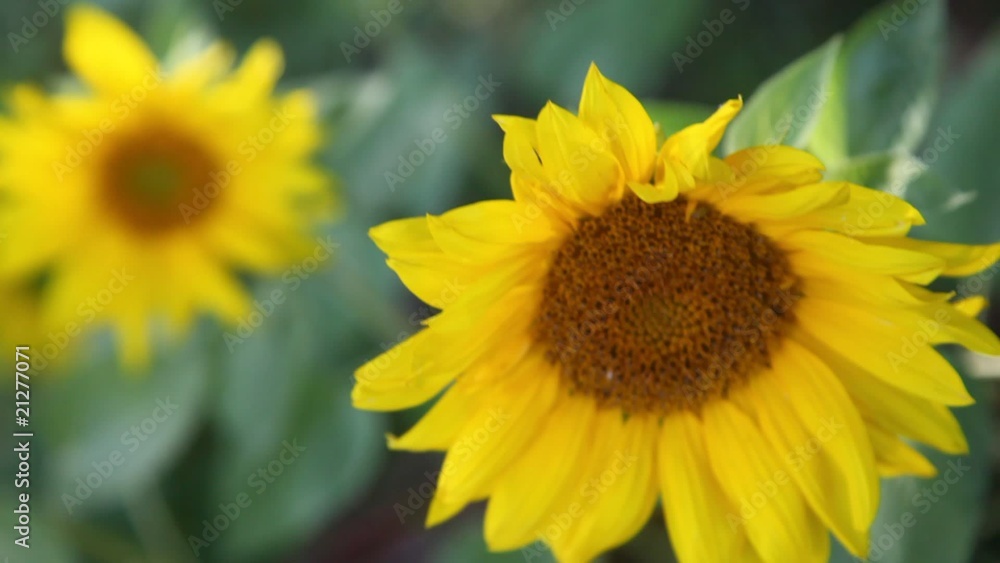 humble-bee sits on yellow beautiful flower in nature in summer humble-bee sits on yellow beautiful flower in nature in summer