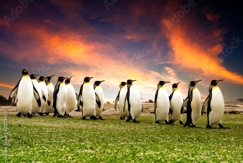 Canvas Print March of the Penguins