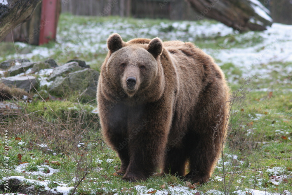 braunbär