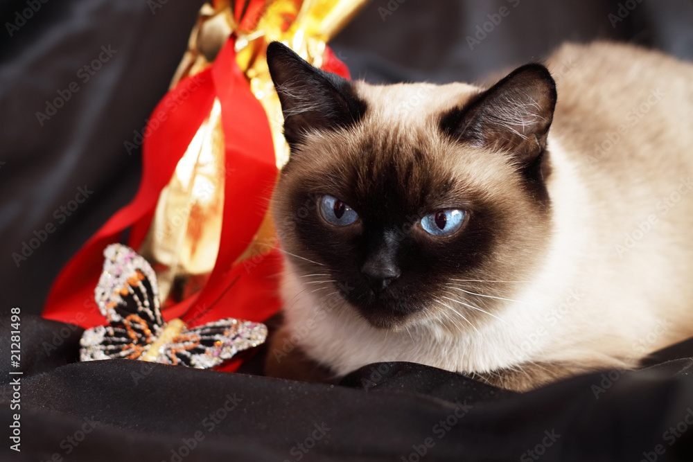 Siamese cat and a gift set