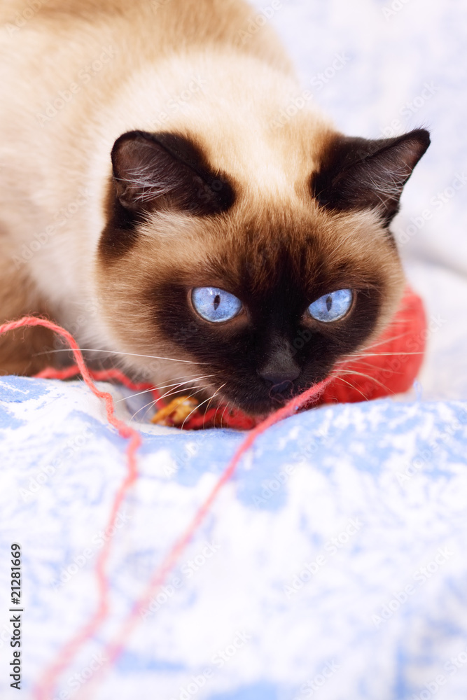 Siamese cat on a blue background