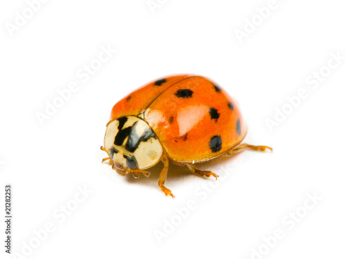 ladybird © Andrew Buckin