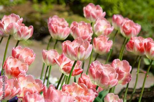 Red tulips