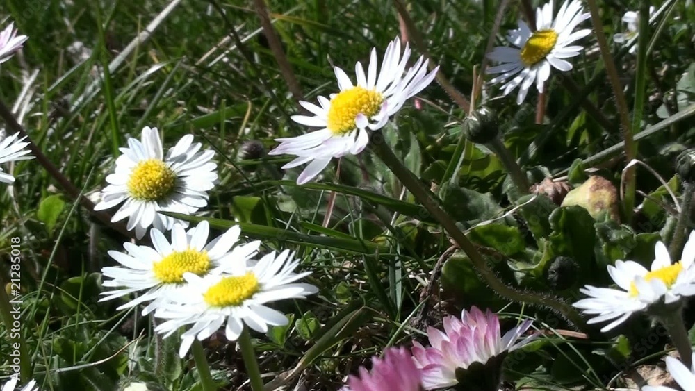 margheritine di prato primaverili margheritine di prato primaverili