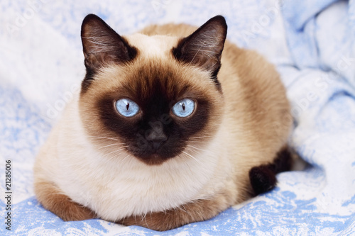 Obraz na plátně Siamese cat on a blue background