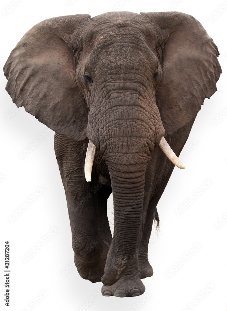 elefante aislado