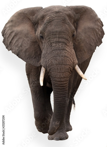 Fototapeta słoń na białym tle