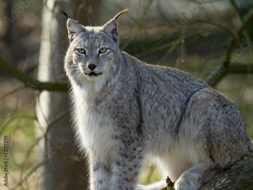 Lynx de Sibérie (lynx lynx wrangeli)