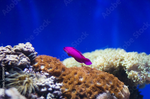 Pink Aquarium Fish