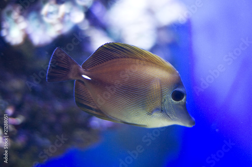 Brushtail Tang Fish