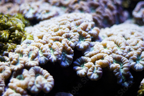 Brain Coral Reef