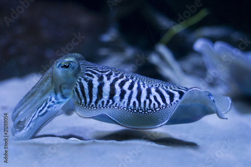 Cuttlefish