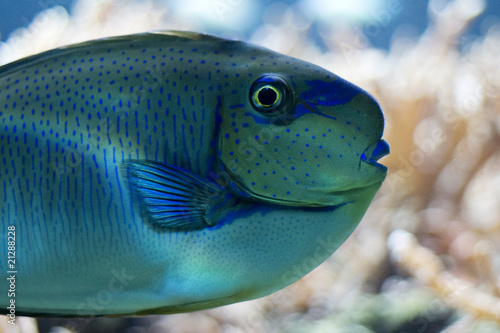 Blue green aquarium fish