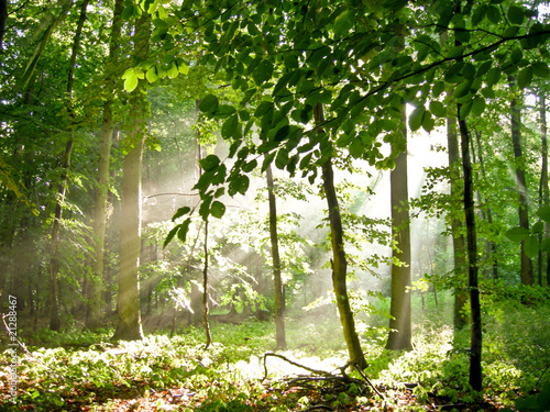 Sommerwald mit einfallendem Licht photo