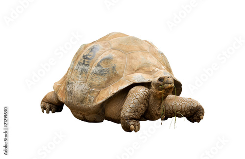 An Aldabra Giant Tortoise (Geochelone gigantea)