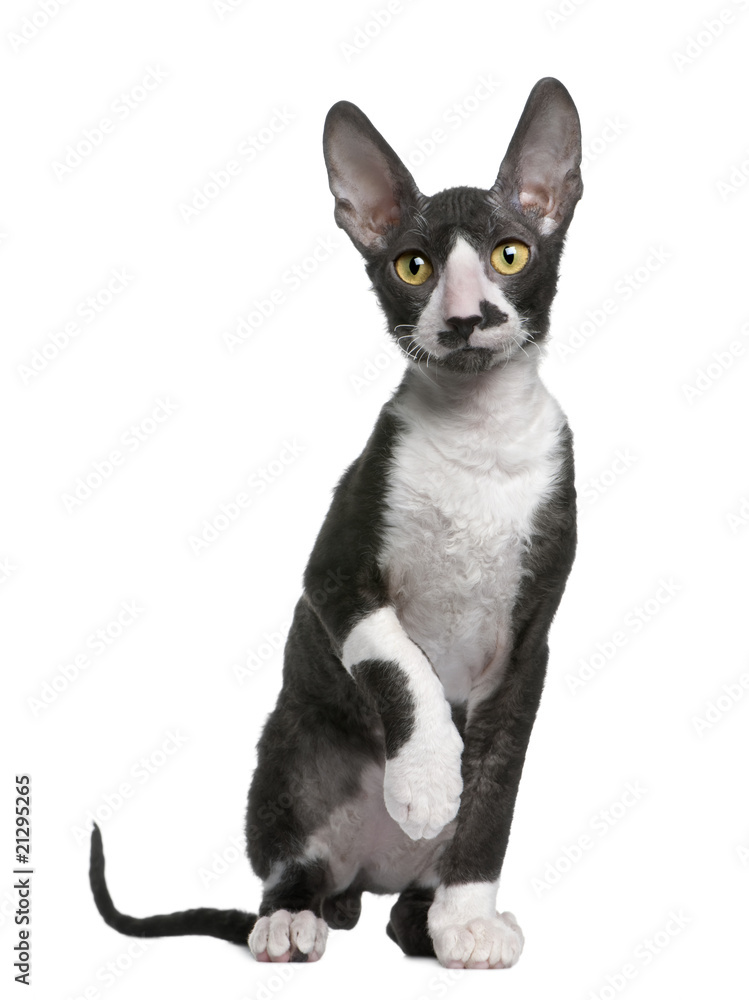 Front view of Cornish rex kitten, sitting with paw up