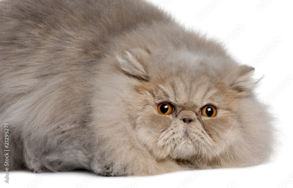 Side view of Persian cat, lying in front of white background