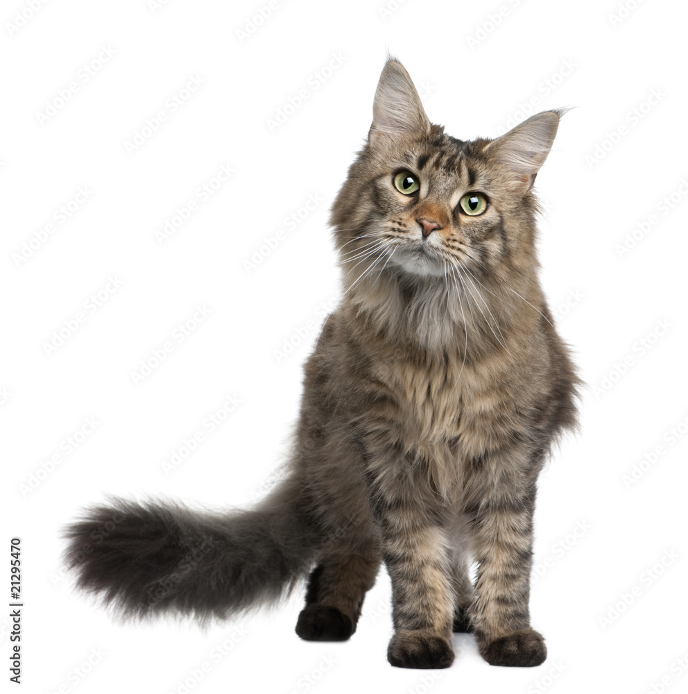 Front view of Maine coon, standing in front of white background
